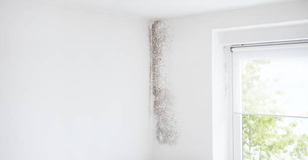 Mold Remediation for Rental Properties in Huntley, IL