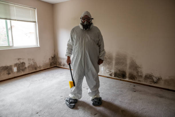 Environmental Consulting for Mold Prevention in Huntley, IL